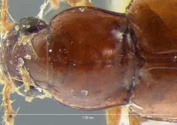 Media type: image;   Entomology 5586 Aspect: pronotum dorsal